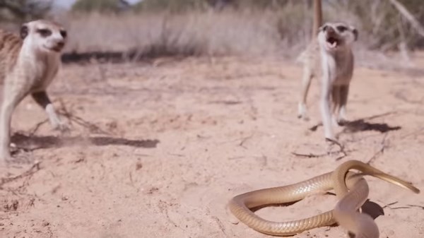 Watch the deadliest snake strike at meerkats – and there’s no escape