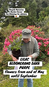 #addWEBSHOP https://pergolanurseries.ecwid.com/ LILAC BLOOMERANG DARK PURPLE flowers for months with fragrant purple flowers. Good in sun or half shade.Planting time is from now . Available in WEBSHOP https://pergolanurseries.ecwid.com ALL IRELAND DELIVERY 🚚 32 Counties Pergola Nurseries Garden Corner,Virginia, Co Cavan “A gardeners oasis of quality plants “Open Tuesday to Saturday 10.3-5Open Sundays 2-5#fy #grow #gardenideas #gardening #foryoupage #foryou #garden #gardenireland #happygardening