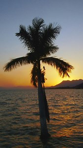Palm tree in front of the sun - Free Stock Video