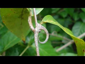 UÑA DE GATO BENEFICIOS SORPRENDENTES MARAVILLOSA PLANTA