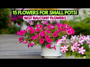 15 Colorful Flowers Perfect for Small Pots & Tiny Balconies