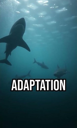 What Makes Sharks The MOST EFFICIENT Hunters In The Ocean?