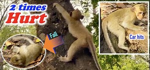Breaking news! The car hit baby monkey 🙊 #newborn #babymonkeys #kidnappingbabymonkeys | American Monkeys