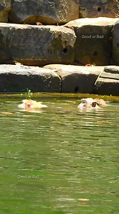 9.4K views · 751 reactions | Hot day all adorable monkeys swimming in pool! so beautiful monkeys! | Good Or Bad | Facebook