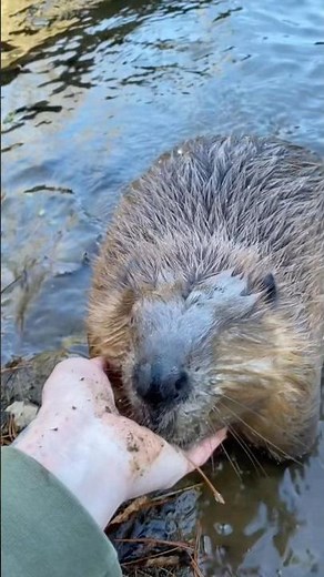 Why Are Beavers So Cute? Share Your Beaver Stories!#beaver #funny #cute #animallife