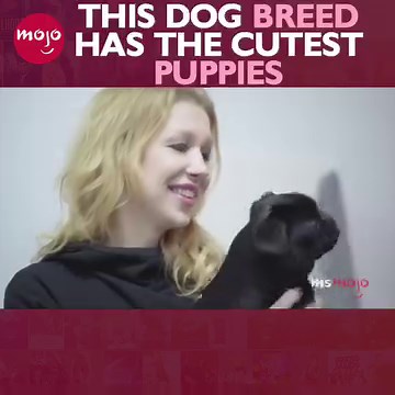 These puppies are SO SO CUTE 🐶 | MsMojo