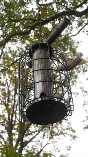 #Woodland #Birds in #slowmo