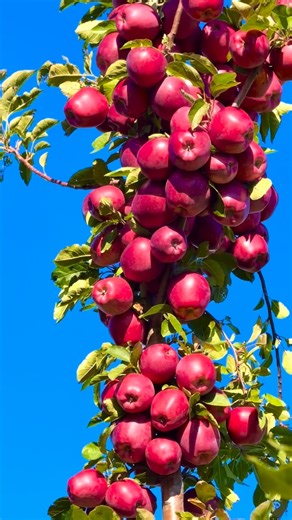 Nature on Instagram: "What do you like most apple or pears? Delicious fruit #naturephotography #nature #naturelovers #fruits #naturelover"