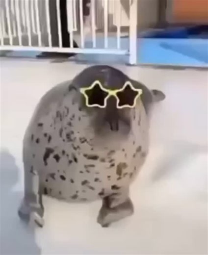 Seals on Instagram: "🦭🦭🦭 #SealLove #SealLife #SealWatching #SealAdventures #SealPhotography SealRescue SealConservation SealAwareness SealCute SealWatchingUSA SealHabitat ProtectSeals SealSightings SaveOurSeals SealProtection SealAware SealOceanLife SealAwarenessMonth SealEncounters SealConservationUSA SealMagic SealWorld SealLoveUSA SealWonder SealAdmiration SealPlanet SealGuardians SealAdventureUSA SealWonders SealDiscoveries"