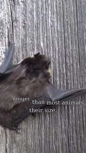 Did you know about bats? #wildlife #animals #animalfacts #facts #education #bats #didyouknow #fyp