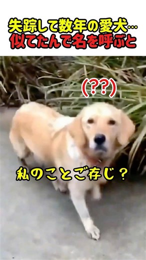 [Tearjerker] A chance reunion with a beloved dog that went missing years ago!? Tears won't stop f...