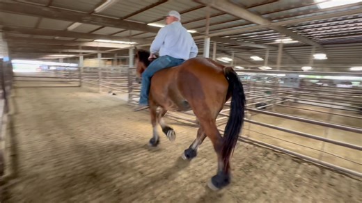 2.1K views | ☘️Bowie Texas July Horse Sale☘️ Hip# 9437- Ranch...