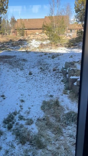 11 comments | Wolf Watching in Yellowstone National Park: A Complete Guide to ... To observe wolves, go during dawn and dusk, which are peak activity times, and look in areas with large prey like Yellowstone's Lamar Valley or Hayden Valley, especially in winter when visibility is best.#discoverycenter | Susan's Vlog | Facebook