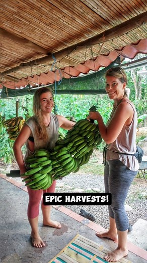 10K views · 33 reactions | Bananas are amazing! The most popular,...