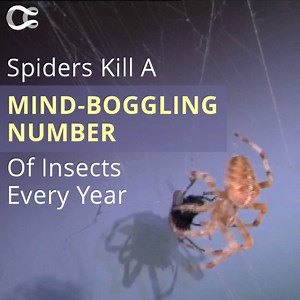 199K views · 1.6K shares | Don’t squash spiders—they eat a LOT of insects. https://curiosity.im/TheItsyBitsySpiiiiider | Curiosity | Facebook