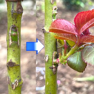 352K views · 4K reactions | How to graft multi-colored roses on the same tree | Garden & House V&N | Facebook