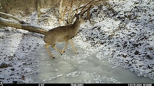 Slipping and sliding into the weekend! The cold temperatures in January yielded a frozen creek, gorgeous scenes, and Bambi-on-ice auditions! 🦊❄️ | Allerton Park and Retreat Center