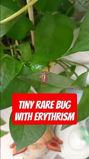 The Hidden Life of Pink Meadow Grasshoppers: Fascinating Facts!