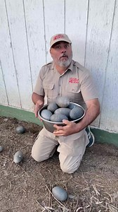 13M views · 87K reactions | They chased me! I usually am saving eggs from my snakes, but what about dinosaurs 練 ok ok maybe theyre just big birds  | Jayprehistoricpets | Facebook