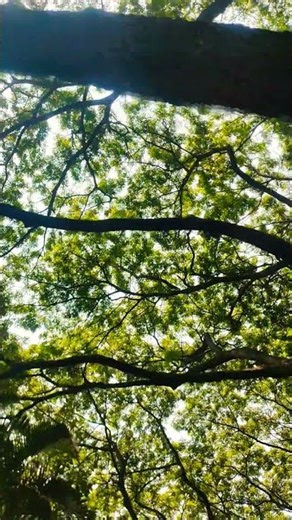 Summer time tree view #tree #nature #trees #naturephotography #photography #sky #landscape #forest