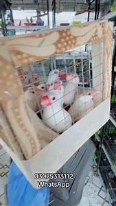 King sirf New fancier 🥰 Some Java going to Lahore 🥰✌🏽 | Albino House