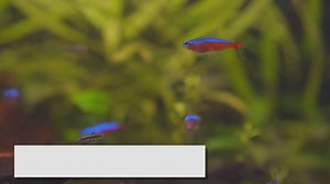 Top Community Fish: Perfect Choices for a Peaceful Tank