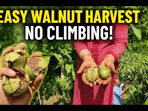 Grafted Walnut Harvesting Made Easy | No Tree Climbing Needed | Modern Walnut Farming