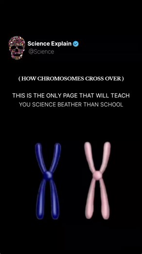 science on Instagram: "Crossing over refers to the exchange of genetic material between homologous chromosomes during prophase I of meiosis. Process: Pairing of Homologous Chromosomes: Homologous chromosomes (one from each parent) pair up, forming tetrads. Synapsis: The homologous chromosomes align closely together, allowing for the exchange of genetic material. Chiasmata Formation: Points where the chromosomes overlap and exchange segments are called chia schromosomes cross over Exchange of Gen