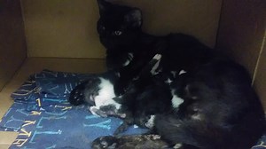 30 reactions · 31 shares | Transferred to Forever Fortunate Felines....