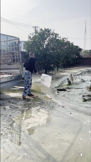 Farmer Shovels Raw Meat into Pond as Hungry Crocs Swarm! 💥