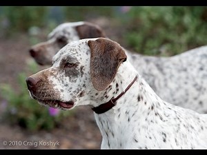 Bourbonnais Pointing Dog