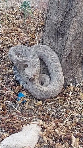 víbora de cascabel gigante #cascabel #snake #naturaleza #wildlife #reptiles #serpientes #nature