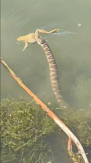 Warning! Bullfrog Fights for Life as Snake Drags It Into the Water 🐍🐸💦 Part 3