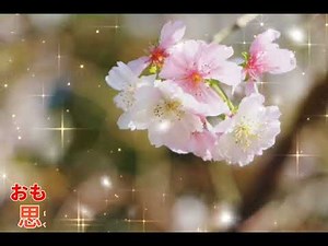 湯原昌幸／冬 桜／🌸桜咲く cover 【 歌詞✒️字幕有り】