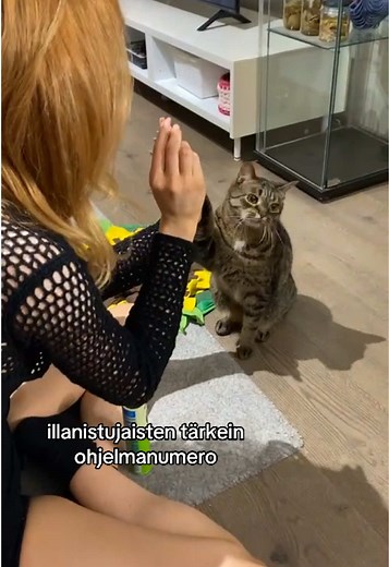 Illan päätähtenä: Kissojen hauskat hetket