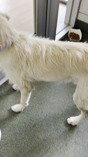 1.4K views · 38 reactions | Scruffy is the mooooost adorablest of the scrrrrrufiest scruffers in the canine world 凉 He’s also part of our Foster to Adopt program, which is designed to help families learn if one of our cats or dogs is a good fit for their family before committing to adoption! Shelter hours: Mon-Thurs noon-5p/Fri-Sun 11a-5p   | Citizens for Animal Protection | Facebook