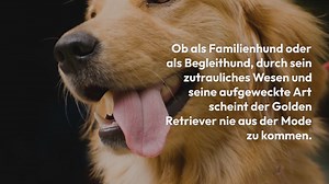 Golden Retriever Charakter, Aussehen, Haltung