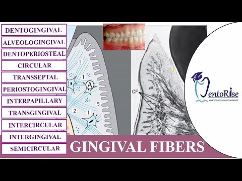 Gingival fibers | Types of gingival fibers | Gingiva | Periodontology | Carranza