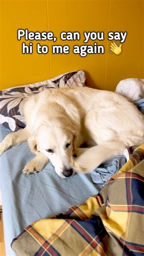 Please! Say Hi to my dog! She’s alone and sad 😢