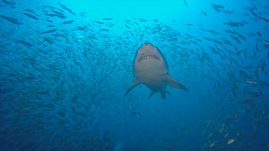 19 reactions | Have you heard about the Spot A Shark USA program?...
