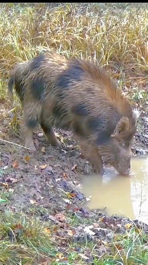 Wild Boar Hunting Adventure | Epic Hunt in the Wilderness. #BoarHunting #WildBoar #HuntingLife