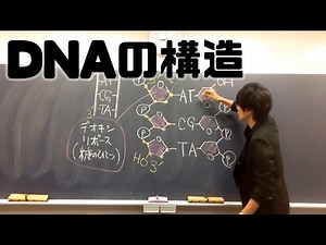 DNAの複製①（DNAの構造） 高校生物
