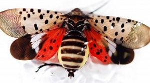 Agriculture officials urge vigilance on new invasive pest in Va.