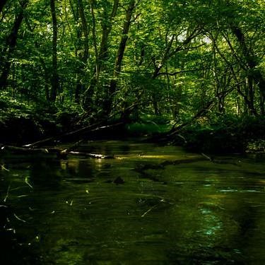 千葉県でホタルが見れるおすすめスポット5選！見頃の鑑賞時期含めてご紹介！