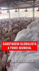 Essas imagens mostram milhares de aves sendo sacrificadas através de uma espuma tóxica nos EUA por conta da dita Gripe Aviária (H5N1). Com toda certeza, essas crises servem a um único objetivo: Sabotar a população mundial e trazer a fome antes do "grande reset". | Matrix Mundial