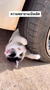 ความพยายามอยู่ที่ไหน ความสำเร็จอยู่ ที่ไหนวะ | ป๊อบคอร์น แมวเถียงเก่ง