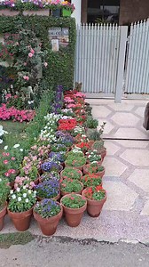 ❤️🧡 **Colours of Spring** 🧡❤️ #spring2025 #spring #gardens #garden #gardening #flowers #nature #plants #gardenlife #gardendesign #gardensofinstagram #gardener #flower #flowerphotography #flowerphotographylover #Nature | Spring Gardening