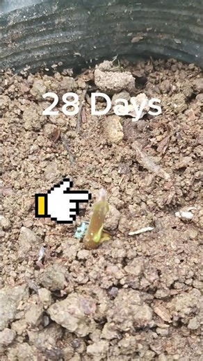 Never Buy an Avocado Tree Again - Grow Your Own