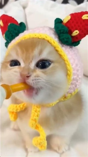 Just a normal day at the zoo | Funny Zoo Pank