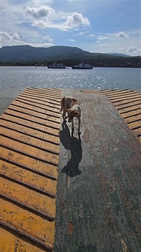 3.6K views · 32 reactions | Boat start island triathlon? Why not. Follow @carlosqdeguzmanvand see the preview via stories. (Dog included with permission) | SWIMBIKERUN.ph | Facebook
